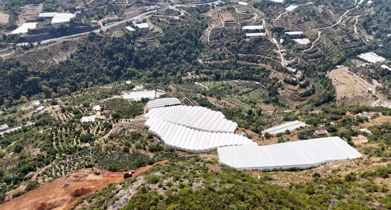 alanyada tropikal meyve uretimi 4gM41mD7