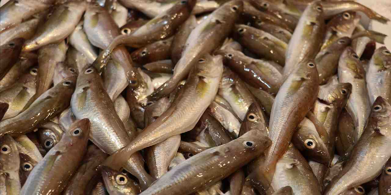 Balık çeşitleri tezgahları süslüyor: İşte mezgit, istavrit, hamsi ve levrek fiyatı…