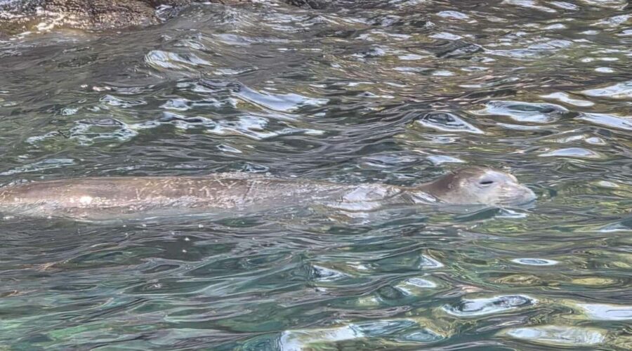 Fethiye’de nesli tükenme tehlikesindeki Akdeniz foku görüntülendi