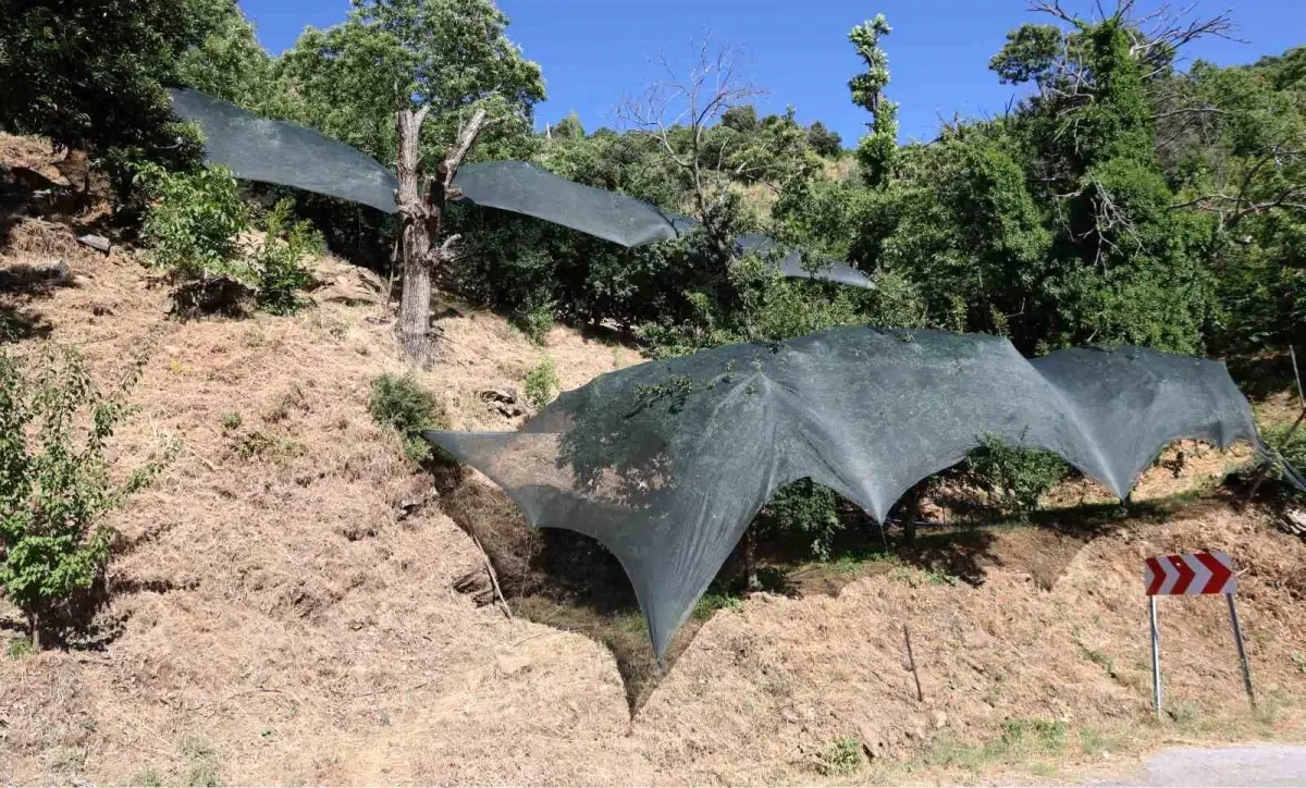 aydinda don afeti nedeniyle ureticilere 50 milyon liralik destek PLBcPqdm.jpg