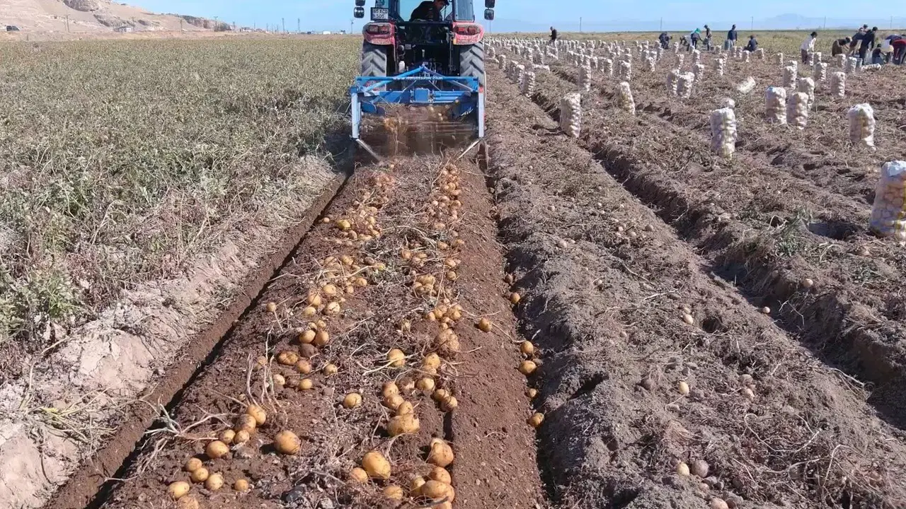 erciste hasta basladi 250 ton rekolte bekleniyor OOCth1vd.jpg