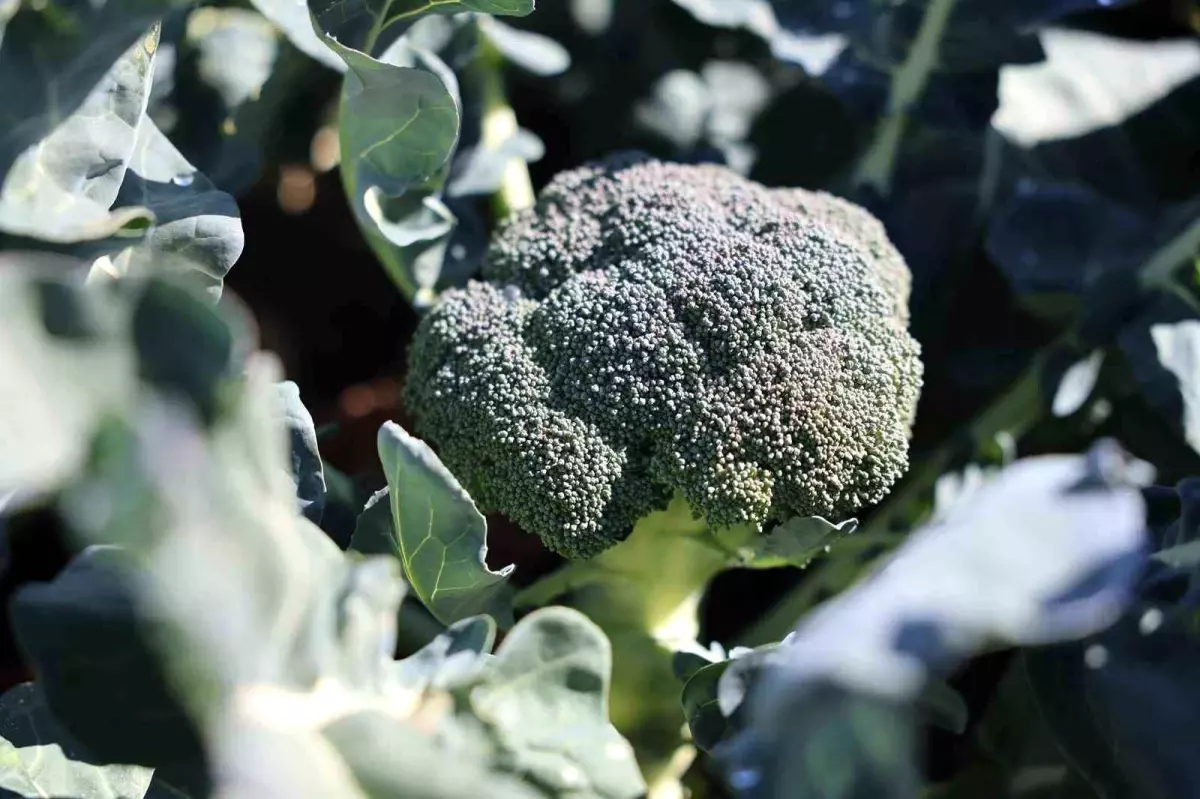 erzurumda brokoli projesi basariyla hayata gecti mazBmASl.jpg