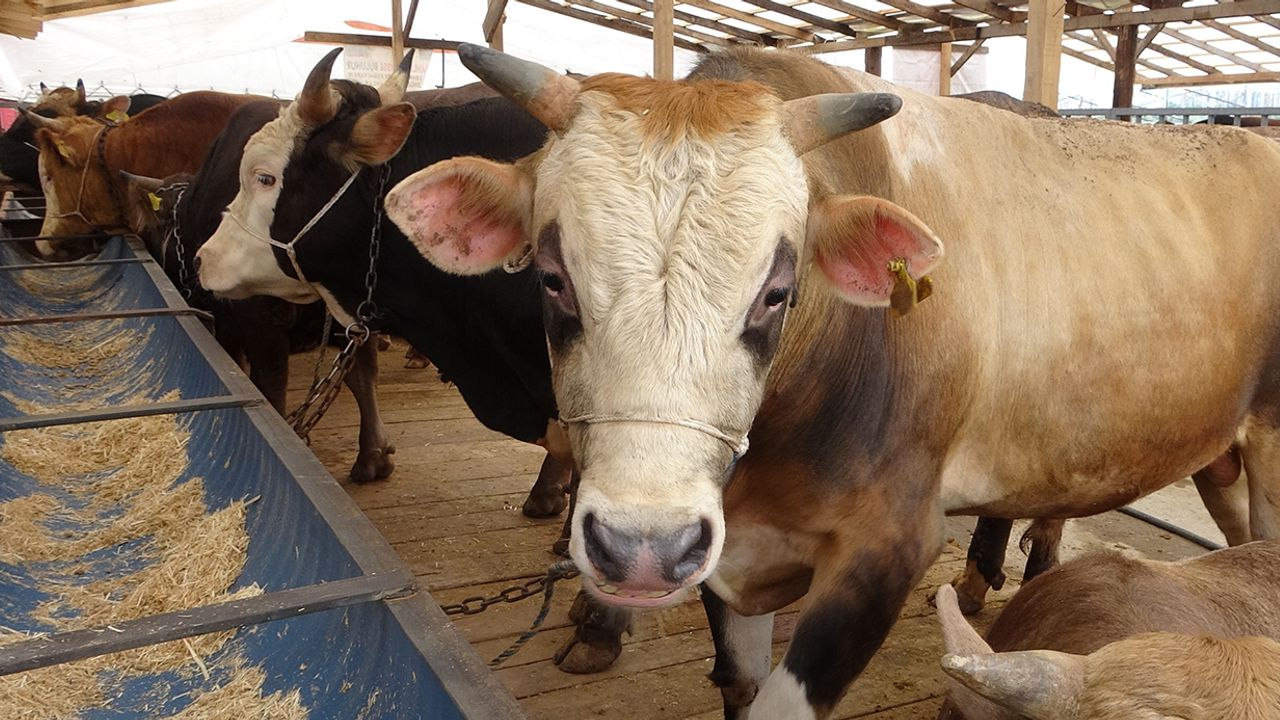 Uzmanından ’Deli dana’ uyarısı